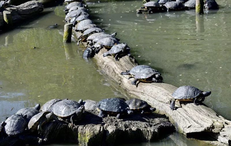 France, Moselle, Sainte-Croix animal park, Florida tortoise (Trachemys scripta elegans) (Photo by DELFINO Dominique / hemis.fr / hemis.fr / Hemis via AFP)
