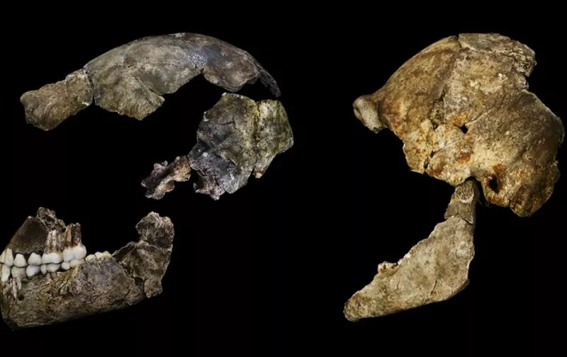 A hand out image made available by the University of the Witwatersrand, shows Crania of Homo Naledi are pictured in the Wits bone vault at the Evolutionary Studies Institute at the University of the Witwatersrand, Johannesburg, on September 7, 2015. The fossils are among nearly 1,700 bones and teeth retrieved from a nearly inaccessible cave near Johannesburg. The fossil trove was created, scientists believe, by Homo naledi repeatedly secreting the bodies of their dead companions in the cave. Analysis of the fossils -- part of a project known as the Rising Star Expedition -- was led in part by paleoanthropologist John Hawks, professor of anthropology at the University of Wisconsin-Madison. AFP PHOTO/HO/ WITS UNIVERSITY/JOHN HAWKS
==RESTRICTED TO EDITORIAL USE - MANDATORY CREDIT "AFP PHOTO/HO/ WITS UNIVERSITY/JOHN HAWKS" - NO MARKETING NO ADVERTISING CAMPAIGNS - DISTRIBUTED AS A SERVICE TO CLIENT - AFP IS NOT RESPONSIBLE FOR ANY DIGITAL ALTERATIONS TO THE PICTURE'S EDITORIAL CONTENT, DATE AND LOCATION ==