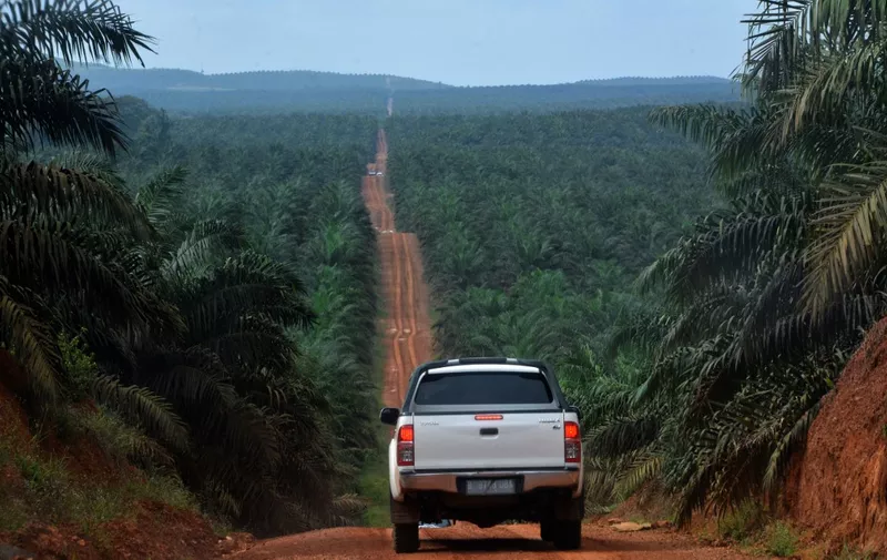 This photograph taken on February 23, 2014 during a ground survey mission by Greenpeace at East Kotawaringin district in Central Kalimantan province on Indonesia's Borneo island, shows a palm oil plantation located in the concession of Karya Makmur Abadi. Environmental group Greenpeace on February 26 accused US consumer goods giant Procter &amp; Gamble of responsibility for the destruction of Indonesian rainforests and the habitat of endangered orangutans and tigers. AFP PHOTO / Bay ISMOYO (Photo by BAY ISMOYO / AFP)