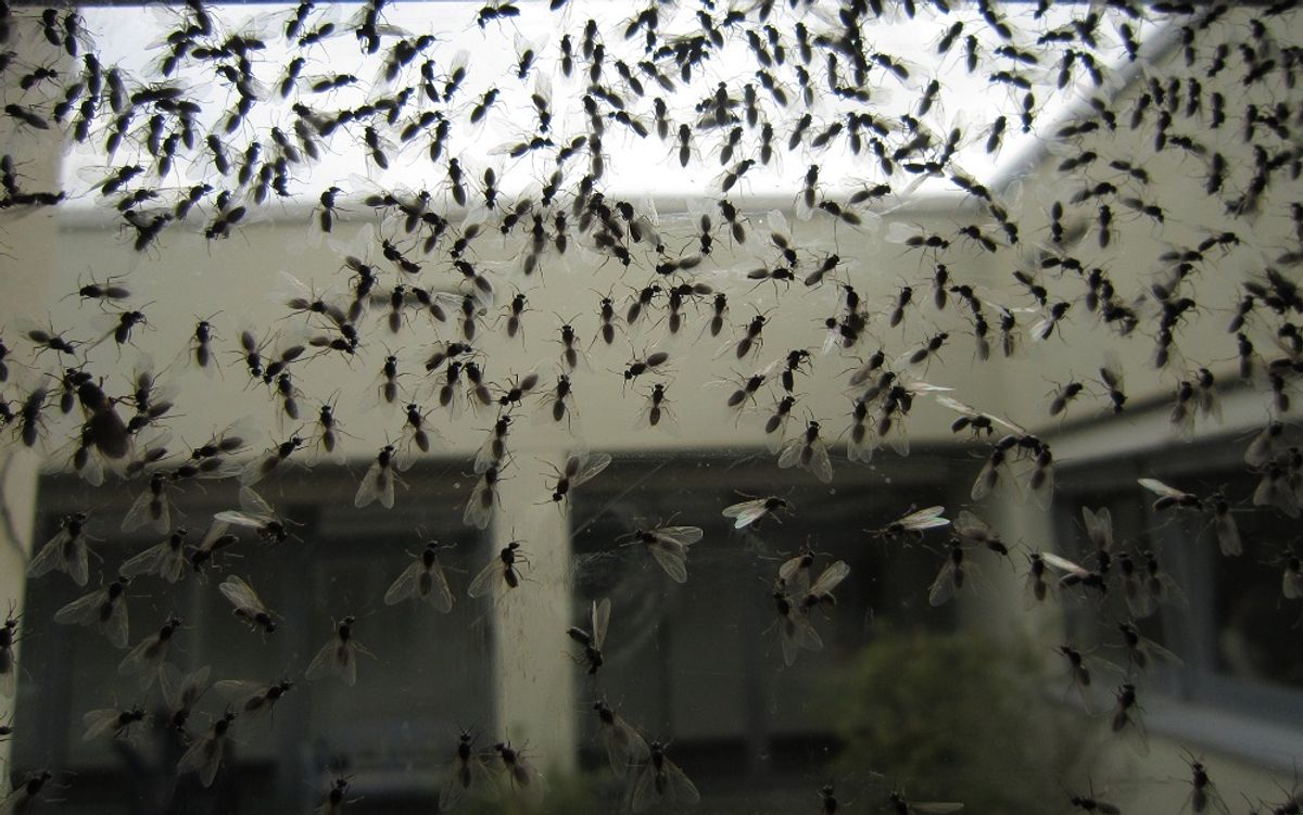 Летающие муравьи в доме. Нашествие летающих муравьев. Нашествие крылатые муравьи. Стаи летающих муравьев. Нашествие муравьев с крыльями в доме.