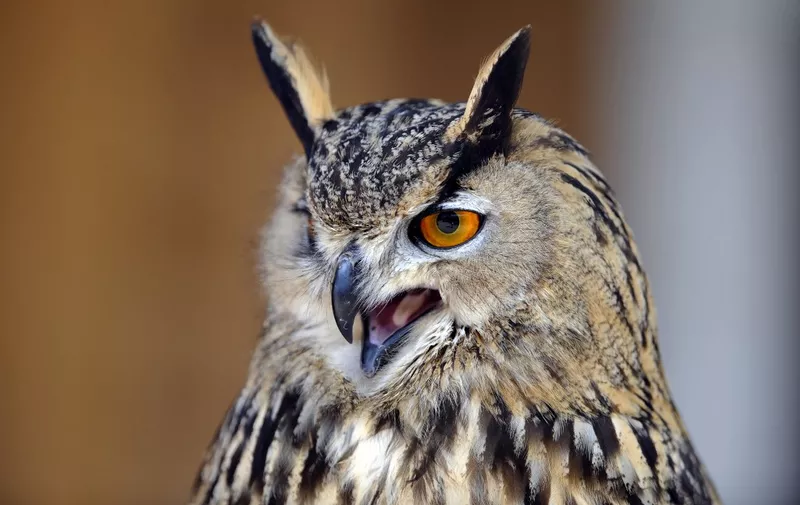 An  Eurasian Eagle-owl is pictured on April 21, 2011 at a zoo in Amneville.  AFP PHOTO / JEAN-CHRISTOPHE  VERHAEGEN (Photo by JEAN-CHRISTOPHE VERHAEGEN / AFP)