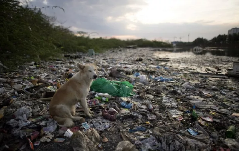 This photo taken on May 19, 2018 shows a dog on a garbage-filled beach on the Freedom island critical habitat and ecotourism area near Manila. (Photo by NOEL CELIS / AFP)