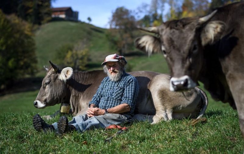 Swiss farmer Armin Capaul poses with one of his cows ahead of the nationwide vote on his initiative on cow horns, on October 16, 2018 near Perrefitte, northern Switzerland. - Capaul launched and collected more that 100,000 signatures for an initiative to offer monetary assistance to owners who don't dehorn their livestock. Swiss citizen will vote on the issue on November 25, 2018. (Photo by Fabrice COFFRINI / AFP)