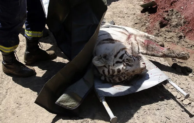 A killed white tiger lies on a stretcher in Tbilisi on June 17, 2015. A tiger that escaped from Tbilisi zoo in a freak flood mauled a man to death in the Georgian capital on June 17 before being gunned down by police, officials said. AFP PHOTO / STRINGER
