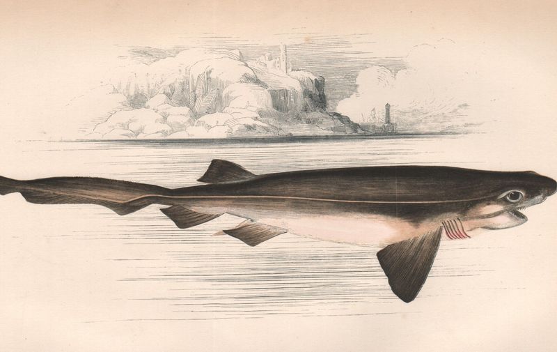 'Six-Gilled Shark'. Artist/engraver/cartographer: Printed from original watercolours and drawings by Jonathan Couch, an eminent British naturalist who lived in the fishing village of Polperro, Cornwall. Engraved onto woodblocks by Alex Lydon. Plates printed in colour by Benjamin Fawcett, with final hand-colouring by local artists in Polperro. Provenance: "A History of the Fishes of the British Islands"; by Jonathan Couch, Published by Groombridge and Sons, London. Type: Fine antique woodblock print on good quality paper. Printed in colour and finished by hand in Polperro, Cornwall. Six-Branchial Shark. Grey Shark; Squalus griseus, Le Squale Griset, Grey Shark, Hexanchus griseus, Notidanus griseus,Image: 311305152, License: Royalty-free, Restrictions: , Model Release: no, Credit line: Profimedia
