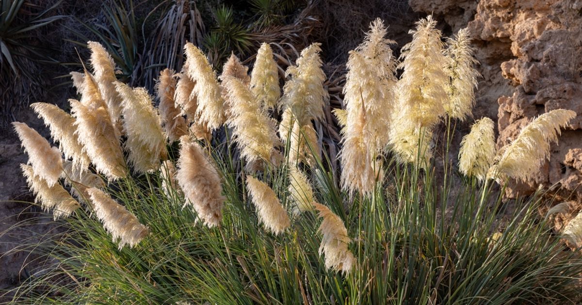 Pampas trava brzo se širi, a njezin pelud može izazvati alergijske tegobe