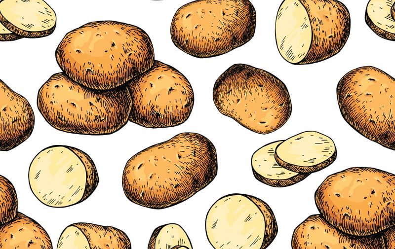 Potato vector seamless pattern. Hand drawn food background. Drawing heaps, whole vegetables and sliced pieces. Detailed sketch style ornament