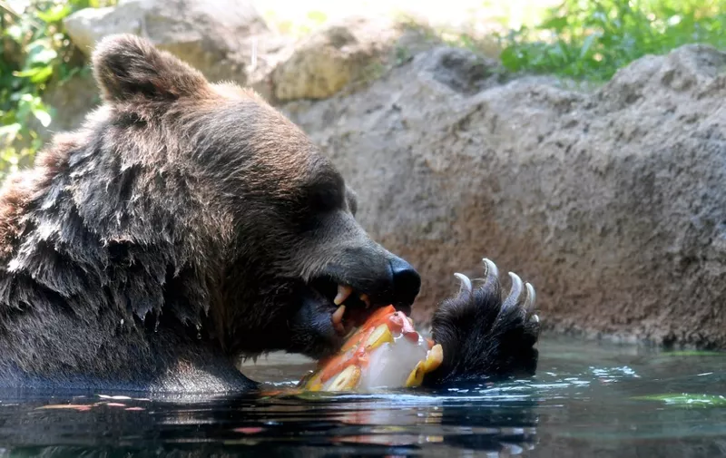 A bear licks ice to cool off at the "Bioparco" during a heat wave on July 25, 2018 in Rome. (Photo by TIZIANA FABI / AFP)