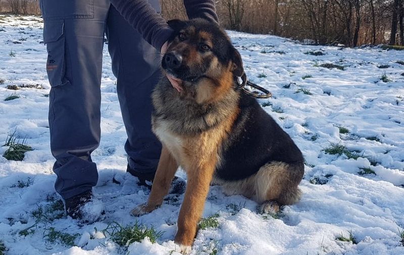 Sokol, 2-godišnji pas u tipu njemačkog ovčara spašen u Petrinji. Možete se javiti na telon: 01/2008-354 ili mail: info@dumovec.hr
