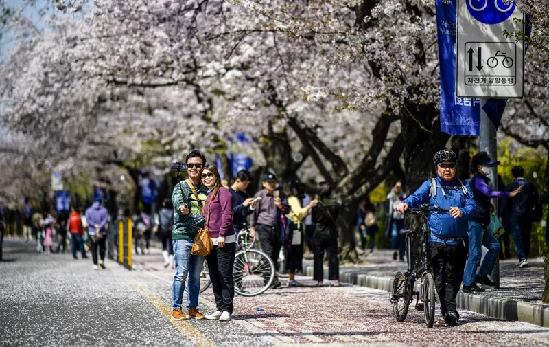 People walk beneath the cherry blossoms in full bloom along a street in Seoul on April 3, 2023. (Photo by ANTHONY WALLACE / AFP)