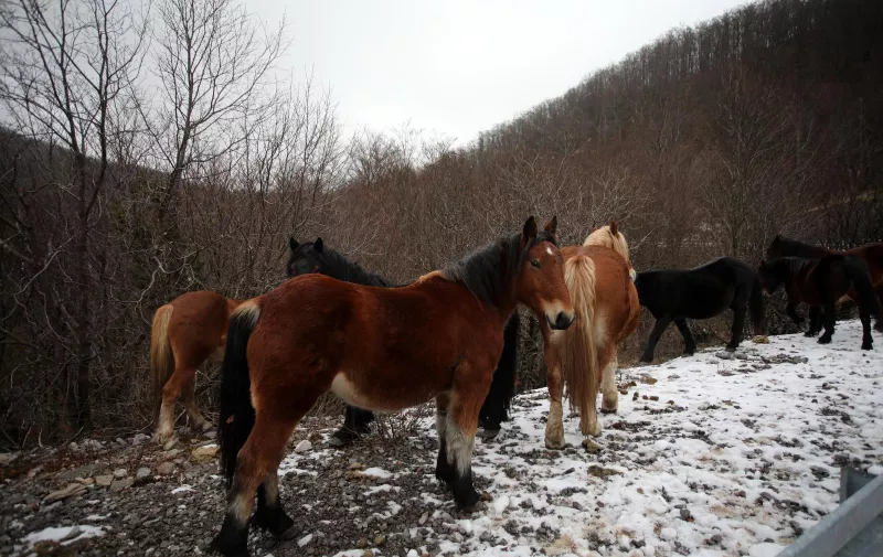16.12.2020., Rijeka - Stado konja na snijegu uz prometnicu Kamenjak - Platak. 
Photo: Goran Kovacic/Pixsell