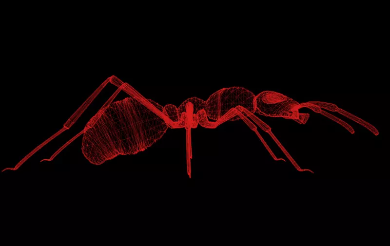 Ant 3D images, in all side views, digital scan illustration