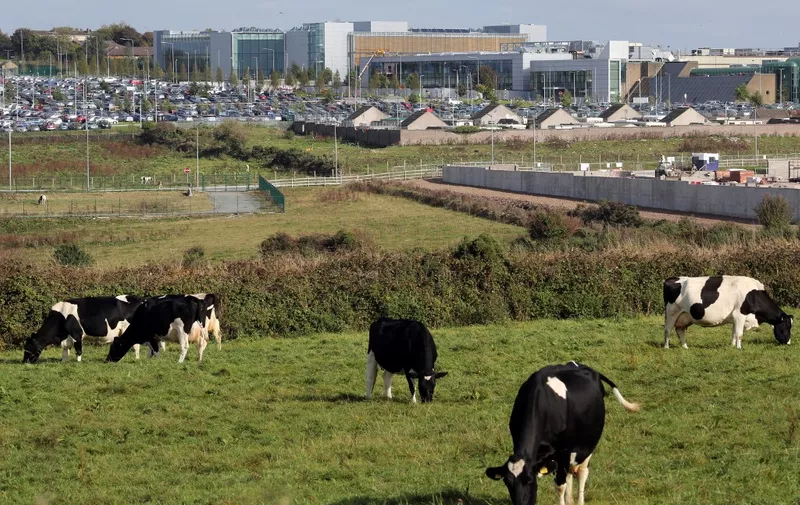 TO GO WITH AN AFP STORY BY CONOR BARRINS
Cows graze on land beside The Apple campus in Cork, southern Ireland on October 2, 2014. Perched on top of a hill overlooking the Irish city of Cork, surrounded by a dated industrial estate, Apple's European headquarters is an unlikely base for the world tech giant -- now under growing scrutiny over its local tax arrangements. The company has been in Cork since 1980 but the European Commission's suggestion that its tax deal with Ireland may amount to illegal state aid has drawn new attention on the Irish link for the makers of the iPhone and the iPad. AFP PHOTO / PAUL FAITH (Photo by PAUL FAITH / AFP)