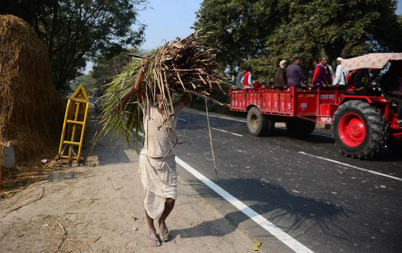 This photograph taken on December 6, 2018 shows an Indian villager carrying sugarcane waste to be used for cattle feed on the outskirts of Ayodhya in northern Uttar Pradesh state. India is vying to become the world's top sugar producer but for millions of sugarcane growers, life is far from sweet ahead of the country's mega-election begining in April. (Photo by SANJAY KANOJIA / AFP) / To go with INDIA-VOTE-AGRICULTURE,FOCUS by Ruchika CHITRAVANSHI
