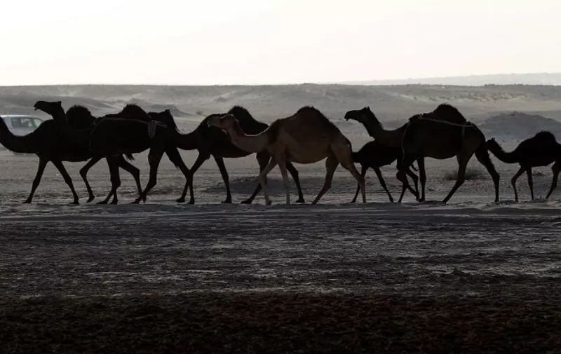 Camels are seen in a desert area on the Qatari side of the Abu Samrah border crossing between Saudi Arabia and Qatar on June 21, 2017.
Around 12,000 camels and sheep have become the latest victims of the Gulf diplomatic crisis, being forced to trek back to Qatar from Saudi Arabia, a newspaper reported Tuesday. / AFP PHOTO / KARIM JAAFAR