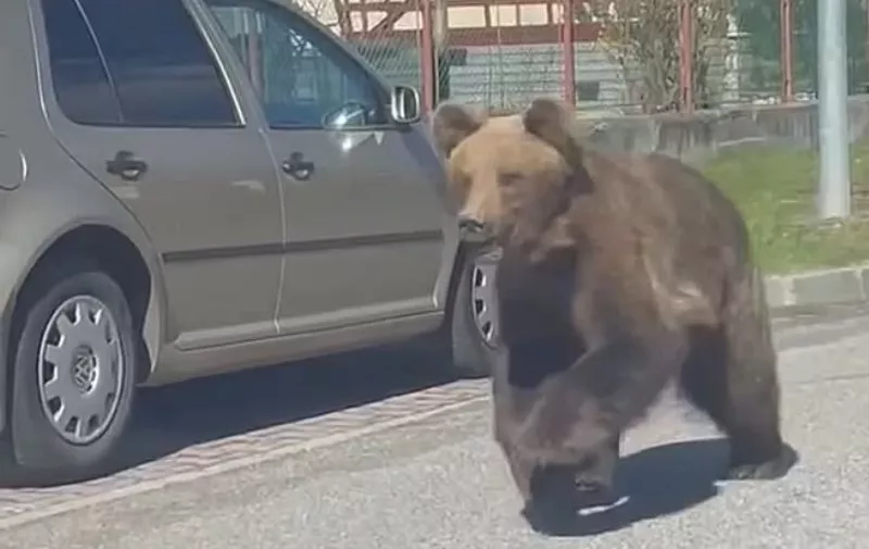 Medvjed