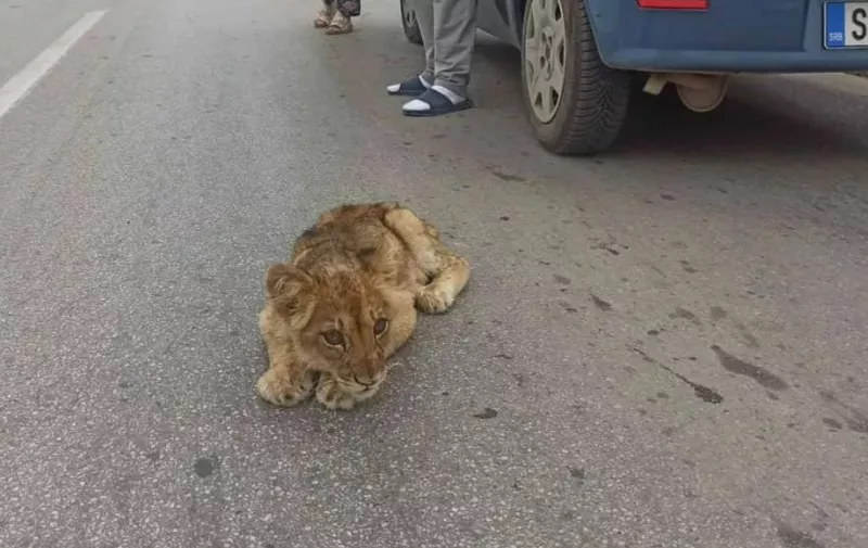 U Srbiji pronađeno mladunče lava