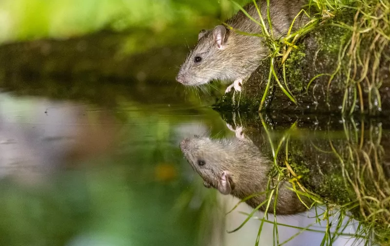 Brown rat,also referred to as common rat,street rat,sewer rat,Hanover rat,Norway rat,brown Norway rat,Norwegian rat,or wharf rat (Rattus norvegicus) near by the water, Ille et Vilaine, Brittany, France (Photo by Sylvain Cordier / Biosphoto / Biosphoto via AFP)