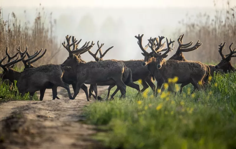 This photo taken on April 1, 2023 shows elks walking in the Shishou Elk National Natural Reserve in Jingzhou, in central China's Hubei province. (Photo by AFP) / China OUT