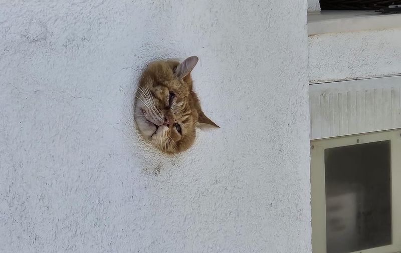 Neobična intervencija kod Splita, mačka zapela u rupi u zidu | Telegram.hr