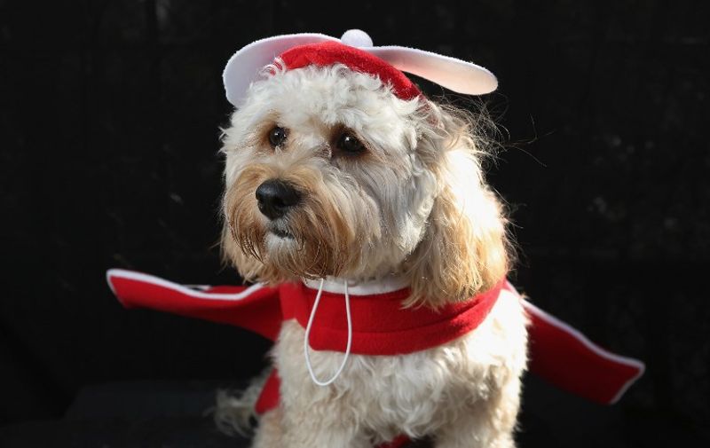 NEW YORK, NY - OCTOBER 20: Paddington, a Cavapoo, poses as an airplane at the Tompkins Square Halloween Dog Parade on October 20, 2012 in New York City. Hundreds of dog owners festooned their pets for the annual event, the largest of its kind in the United States.   John Moore/Getty Images/AFP
