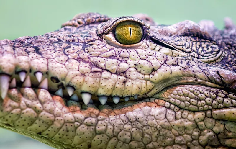 crocodile head with toothy mouth and yellow eye close up on a green background