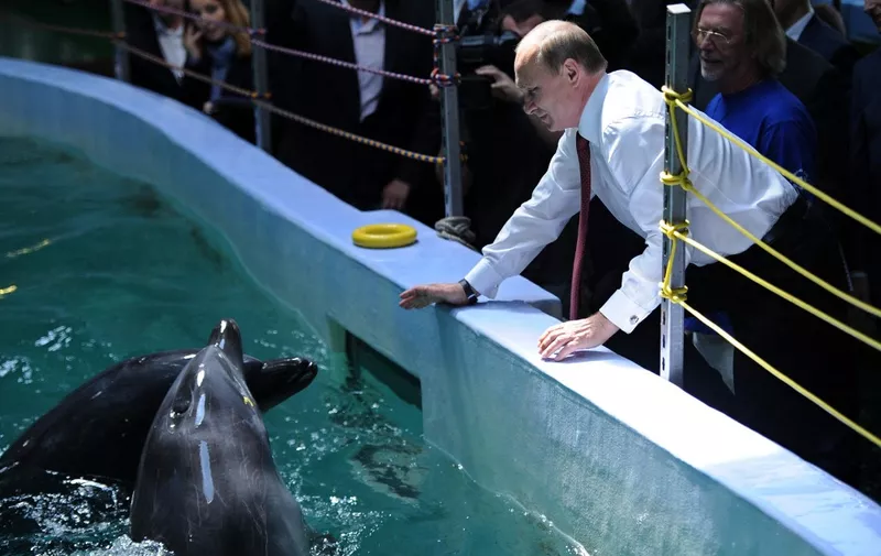 Russia's President Vladimir Putin (C) watches dolphins on September 1, 2013 during his visit in oceanarium on Russky (Russian) island near the eastern city of Vladivostok. Putin is on a three-day visit to the Russian Far East. AFP PHOTO/RIA-NOVOSTI/POOL/ALEXEI NIKOLSKY (Photo by ALEXEI NIKOLSKY / POOL / AFP)