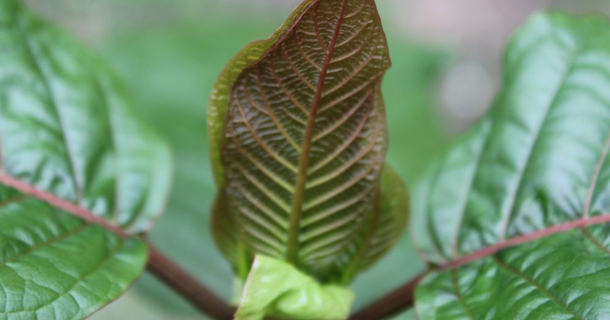 Kratom sve popularnija biljka za drogiranje postaje sve veći problem Izvukli smo neke