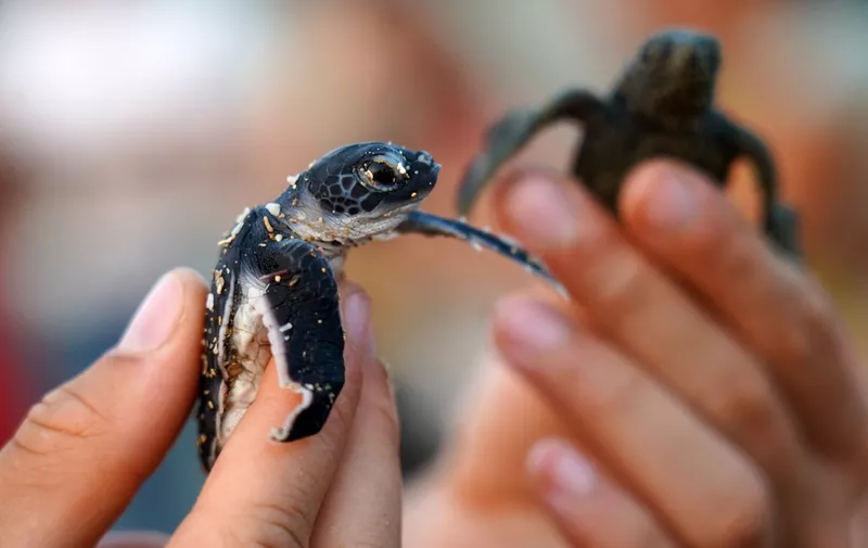 A volunteer shows newly hatched sea turtles before being released into the Mediterranean on Akdeniz beach, a turtle conservation area on Cyprus' northen coast, east of the coastal city of Kyrenia (Girne) in the self-proclaimed Turkish Republic of Northern Cyprus (TRNC), at sunset on September 2, 2022. Every year between the end of May and the beginning of August Caretta Caretta and Chelonia Mydas sea turtles come by the hundreds to lay their eggs on the island of Cyprus, which is the third most important place after Greece and Turkey for their reproduction. (Photo by Etienne TORBEY / AFP)