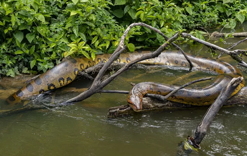 Green anaconda (Eunectes murinus), about 5 meters long, sunning itself along a river, Regina, French Guiana (Photo by Vincent Premel / Biosphoto / Biosphoto via AFP)