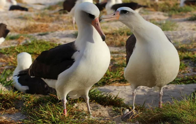 This November 21, 2015 handout photo provided by the US Fish and Wildlife Service(USFWS) shows Wisdom(L), the world's oldest known banded bird in the wild, with her mate on Midway Atoll National Wildlife Refuge/Battle of Midway National Memorial.  The world's oldest living tracked bird has been spotted back on American soil where she is expected to lay an egg at the ripe old age of 64. Wisdom, a Laysan albatross, was seen at the Midway Atoll national wildlife refuge with a mate at the weekend following a years absence. She was first tagged in 1956 and has raised at least 36 chicks since then. AFP PHOTO / HANDOUT / US FISH NAD WILDLIFE SERVICE / KIAH WALKER                          == RESTRICTED TO EDITORIAL USE / MANDATORY CREDIT: "AFP PHOTO / HANDOUT / US FISH NAD WILDLIFE SERVICE / KIAH WALKER "/ NO MARKETING / NO ADVERTISING CAMPAIGNS / DISTRIBUTED AS A SERVICE TO CLIENTS == (Photo by KIAH WALKER / USFWS / AFP)