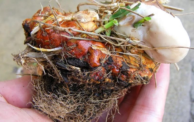 Ganoderma lucidum, hrastova sjajnica