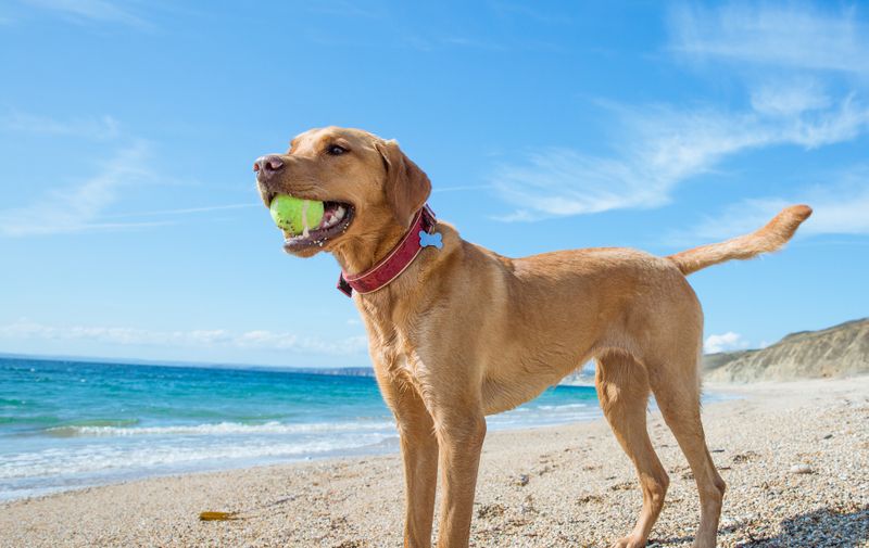 A profile of a happy and healthy yellow Labrador retriever carrying a ball in its mouth during a game of fetch whilst standing on a deserted beach on summer vacation under a blue sky with copy space