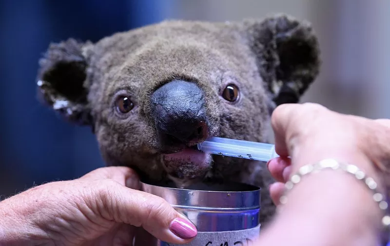 A dehydrated and injured Koala receives treatment at the Port Macquarie Koala Hospital in Port Macquarie on November 2, 2019, after its rescue from a bushfire that has ravaged an area of over 2,000 hectares. - Hundreds of koalas are feared to have burned to death in an out-of-control bushfire on Australia's east coast, wildlife authorities said October 30. (Photo by SAEED KHAN / AFP)