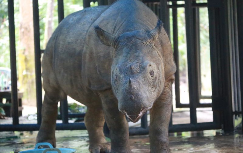 This picture taken on July 21, 2019 shows a Sumatran rhino at the Sumatran Rhino Sanctuary, Way Kambas National Park in Way Kambas, Lampung. Sumatran rhinos are the smallest of all rhinos, and the only Asian variety with two horns. (Photo by PERDIANSYAH / AFP)