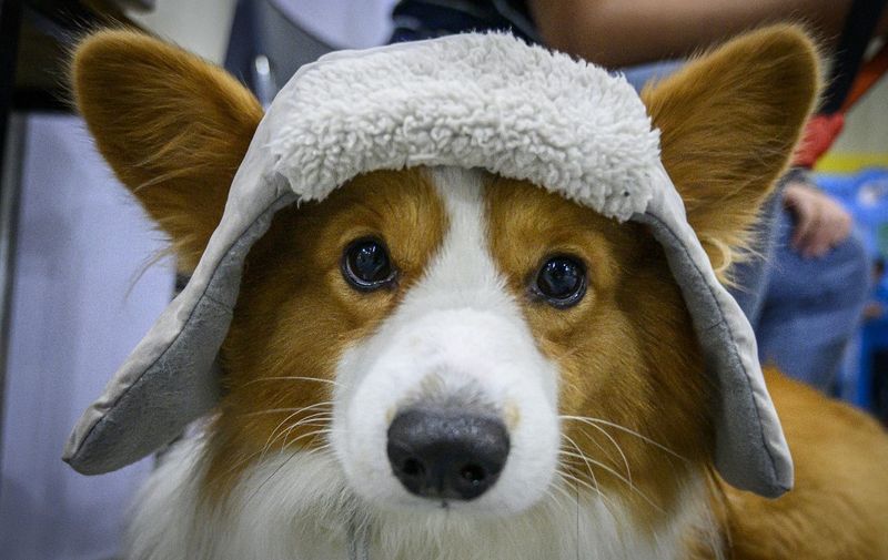 A Corgi wears a winter hat for the "Pet Expo Championship" in Bangkok on August 30, 2019 (Photo by Mladen ANTONOV / AFP)