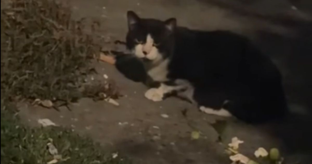 Rambo je volio ljude i svakome prilazio. Onda ga je neko čudovište udarilo, sad bježi i od poznatih. Treba dom
