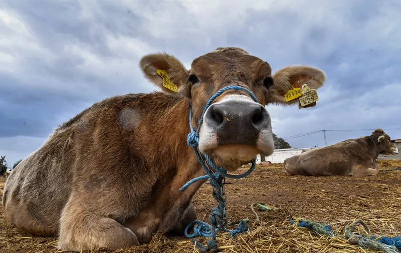 A cow looks on at a farm in the town of el-Batten, about 35 kilometres west of Tunisia's capital, on January 20, 2023. - Tunisia's dairy sector's woes have been exacerbated by years of drought, drying up reservoirs and making it harder for farmers to grow their own fodder. The North African country's farming union says the price of cattle feed has risen by up to 40 percent in the past year due to the impact of the war in Ukraine on imported fodder ingredients. (Photo by FETHI BELAID / AFP)