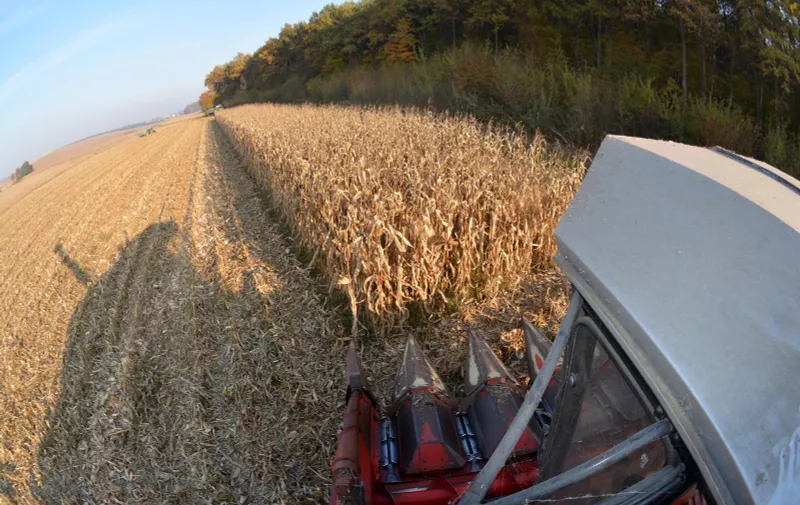 04.11.2015., Bjelovar, Brezovac - Kombajniranje kukuruza, jesenska berba. 
Photo: Damir Spehar/PIXSELL