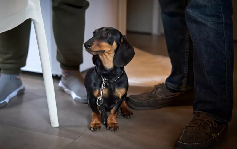 Chappy, a pet dachshund owned by a Ukranian refugee family, is seen in their temporary mobile home at the La Ville-aux-Dames camp site, in La Ville-aux-Dames, central France on March 31, 2022. - About sixty Ukrainian refugees, divided into 18 families, have found asylum at the La Ville-aux-Dames campsite since mid-March, following Russia's invasion of Ukraine on February 24, 2022. The United Nations said on April 7, 2022, that more than 4.3 million Ukrainians have now fled their country since the Russian invasion. (Photo by GUILLAUME SOUVANT / AFP)
