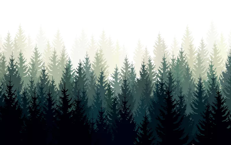 Vector landscape with green silhouettes of coniferous trees in the mist.