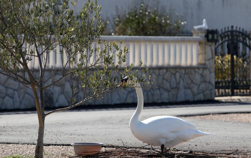 27.02.2021., Zablace - Andjelo Grgas Grando svaki dan hrani par labudova ispred svoje kuce u Zablacu. Oni dolaze ujutro na zajutrak, a zatim sljede rucak i vecera.rPhoto: Dusko Jaramaz/PIXSELL