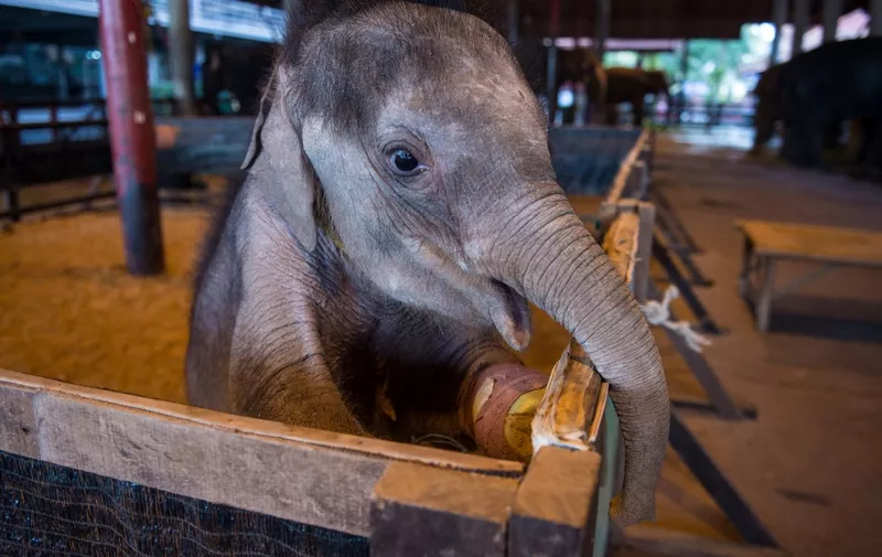 Six month-old baby elephant 'Clear Sky' stands on her hind legs in her corral at the Nong Nooch Tropical Garden park in Chonburi on January 5, 2017 before she is taken to a veterinary clinic for a hydrotherapy session. - After losing part of her left foot in a snare in Thailand, baby elephant 'Clear Sky' is now learning to walk again -- in water. The six-month-old is the first elephant to receive hydrotherapy at an animal hospital in Chonburi province, a few hours from Bangkok. The goal is to strengthen the withered muscles in her front leg, which was wounded three months ago in an animal trap laid by villagers to protect their crops. (Photo by ROBERTO SCHMIDT / AFP)
