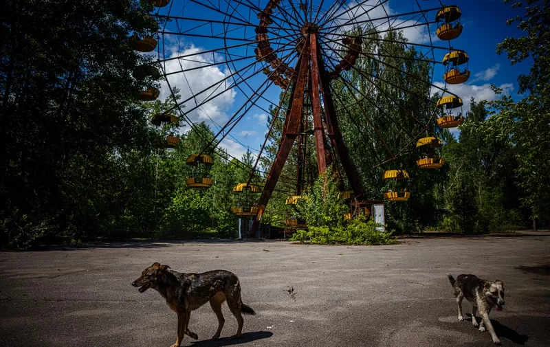 A photograph shows dogs passing by a Ferris wheel in background in the ghost town of Pripyat near the Chernobyl Nuclear Power Plant on May 29, 2022, amid the Russian invasion of Ukraine. - More than a 100 employees who had shown up just hours before for their night shift were now trapped as Russian forces crossed into Ukraine and seized swaths of land as they marched toward Kyiv. The capture of the Chernobyl by Russian forces kicked off a weeks-long ordeal that saw power briefly cut at the facility and employees carefully monitored by the invaders as they grappled with fresh uncertainty during the invasion's early days. (Photo by Dimitar DILKOFF / AFP)