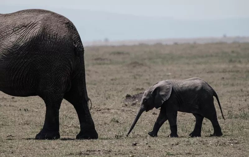 An elephant cub follow the mother in the Masai Mara game reserve in Kenya on September 20, 2019. (Photo by Yasuyoshi CHIBA / AFP)