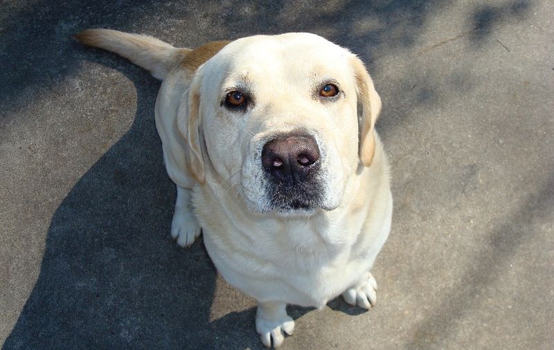 Loyal Lab Yellow Lab Labrador Nose Love Dog