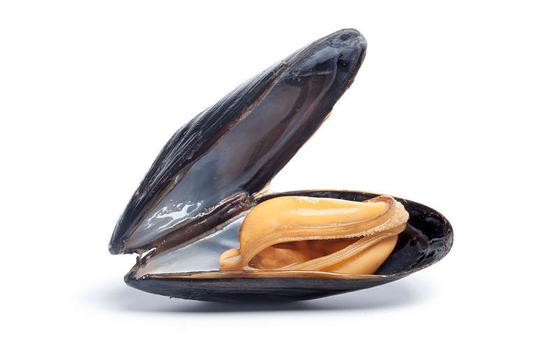 Single cooked mussel on white background