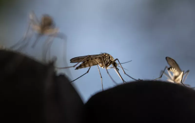 This photograph shows Mosquitoes trying to sting through a glove in a deep forest near Sundom, western Finland, on June 18 2023. Warmer temperatures and presence of stagnant waters creates more habitat for mosquitoes and increase the mosquito bite rate. (Photo by Olivier MORIN / AFP)