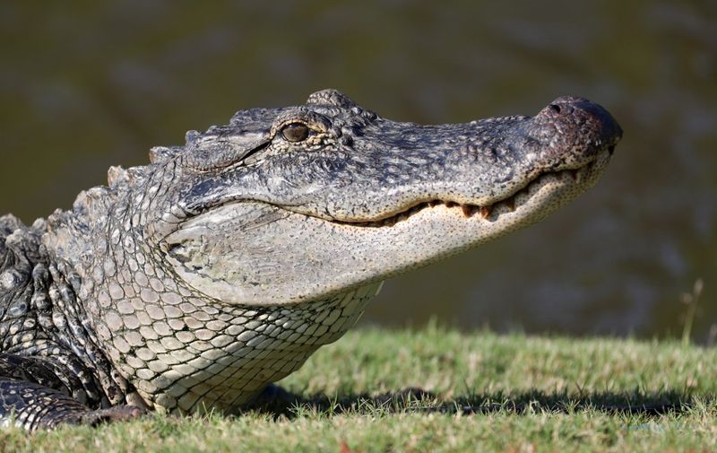 AVONDALE, LOUISIANA - APRIL 25: An alligator is seen near the seventh green during the first round of the Zurich Classic at TPC Louisiana on April 25, 2019 in Avondale, Louisiana.   Chris Graythen/Getty Images/AFP