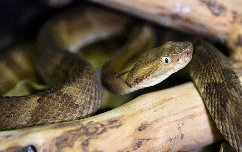 A highly venomous Golden Lancehead snake is seen at the Butantan Institue -which supplies the Ministry of Health, with many snakes' venom for its ditribution countrywide- in Sao Paulo, Brazil, on November 12, 2019. In 2018 nearly 29,000 people were bitten by snakes in Brazil, of which over a hundred were killed. Most of the cases were in the vast and remote Amazon basin, far away from hospitals stocked with antivenom. (Photo by CARL DE SOUZA / AFP)